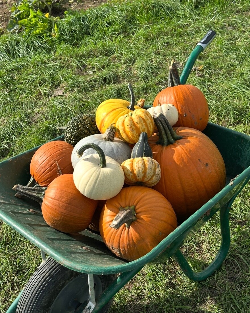 Pumpkins, Pinot & Picky Bits: Second Date!🎃